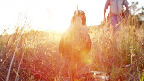 Falcon-eagle-perching-in-a-grassland