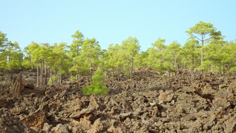 Canarian-pine-trees-growing-on-volcanic-surface-in-Tenerife