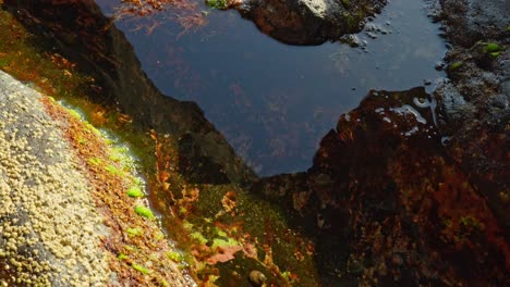 Closeup,-algae-and-seaweed-growing-on-coastal-rocks,-diverse-marine-plants