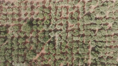 Slowly-descending-aerial-footage-of-a-grove-of-Olive-trees-on-a-farm-in-Puglia,-Italy