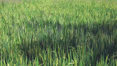 Close-up-agriculture:-Organic-green-rice-shoots-blow-in-slight-breeze