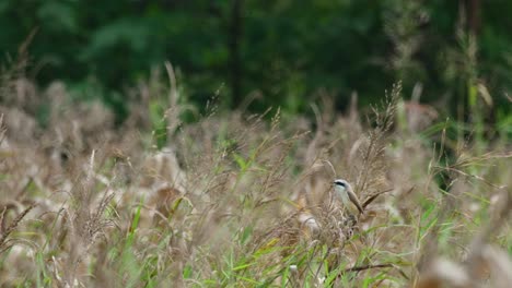 Seen-deep-in-the-grass-facing-to-the-left-as-the-camera-zooms-in,-Brown-Shrike-Lanius-cristatus,-Thailand