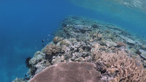 Vista-Submarina-De-Un-Impresionante-Ecosistema-De-Arrecifes-De-Coral-En-La-Gran-Barrera-De-Coral,-Port-Douglas,-Queensland,-Australia