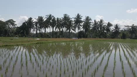 Palmen-Spiegeln-Sich-In-überfluteten-Reisfeldern-In-Indonesien-Zu-Beginn-Der-Saison