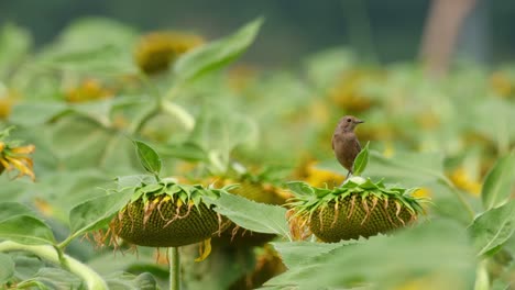 Seen-on-top-of-the-sunflower-at-a-field-looking-around-for-some-insects-to-feed-on,-Pied-Bushchat-Saxicola-caprata,-Thailand