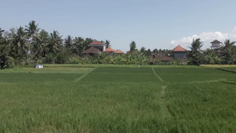 Flyover-rice-field-toward-palm-tree-lined-Bali-village-homes-in-Ubud