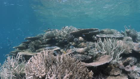 Scuba-divers-view-of-a-coral-reef-ecosystem-teeming-with-vibrant-coral,-diverse-marine-life-on-The-Great-Barrier-Reef