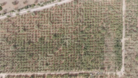 Langsame-Luftaufnahmen-Von-Oben-Nach-Unten-Einer-Olivenfarm,-Die-Nach-Unten-Geht,-Um-Weitere-Details-Der-Olivenbäume-Zu-Zeigen