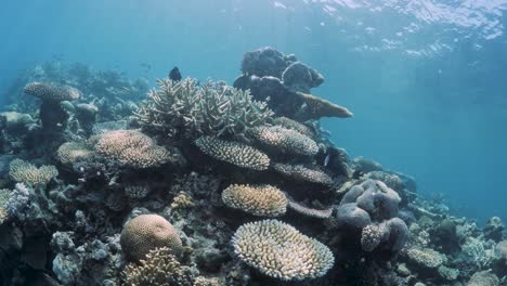 Ein-Flaches-Korallenriffsystem,-Das-Für-Schwimmer-Geeignet-Ist,-Um-Eine-Breite-Palette-Von-Wasseraktivitäten-Auszuüben