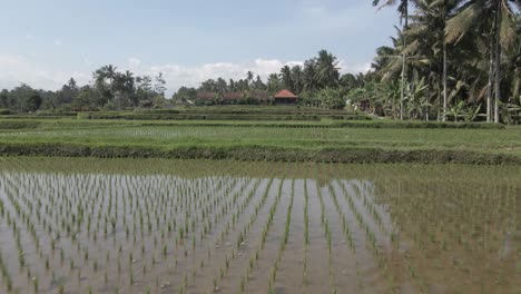 Reisanbau:-Sehr-Niedriger-Flug-über-überschwemmten-Reisterrassenfeldern