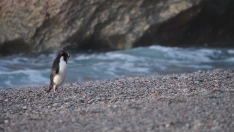 Pingüino-Crestado-De-Fiordland-Acicalándose-En-La-Playa-Al-Atardecer-Con-Olas-Chapoteando-En-El-Fondo
