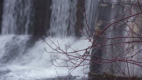 Blatt-Auf-Zweigzweig-Mit-Fließendem-Flusswasserfall-Im-Hintergrund-Alton-Mill-Caledon-Kanada-Landschaftsschutz-Einzugsgebiet-Nordamerika-4k