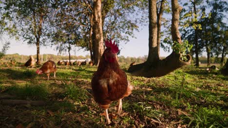Free-range-brown-chicken-following-camera-in-slow-motion-on-rural-midwestern-farm-pasture