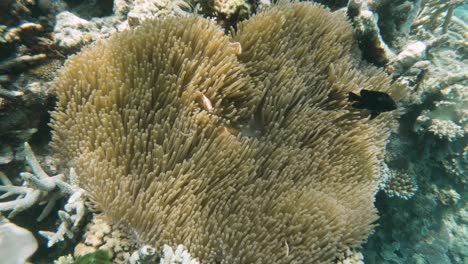Anémona-Grande-Que-Alberga-Una-Familia-De-Peces-Anémona-Rosados-En-Un-Ecosistema-De-Arrecifes-De-Coral-En-La-Gran-Barrera-De-Coral