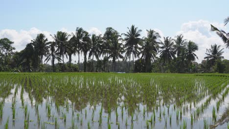 Palm-trees-line-flooded-rice-field-in-early-season,-Asian-agriculture