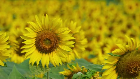 Nahaufnahme-Einer-Sonnenblume-Auf-Der-Linken-Seite-Und-Das-Meer-Aus-Gelb-Als-Hintergrund,-Gewöhnliche-Sonnenblume-Helianthus-Annuus,-Thailand