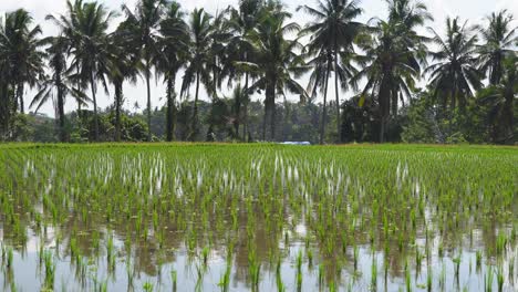 Frische-Grüne-Reissprossen-Wachsen-In-überfluteten-Reisfeldern-In-Ubud,-Bali