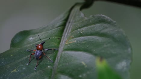 Camera-zooms-out-and-slides-to-the-left-revealing-this-weevil-on-a-leaf-in-the-forest,-Metapocyrtus-ruficollis,-Philippines