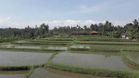 Lush-green-aerial-flyover-of-flooded-terraced-rice-fields-in-Ubud-Bali