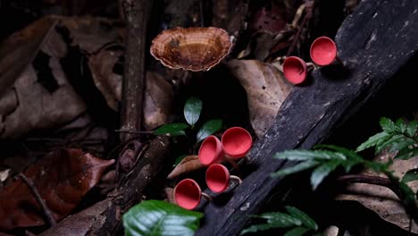 Seen-deep-in-the-forest-ground-while-the-camera-zooms-in,-Red-Cup-Fungi-or-Champagne-Mushroom-Cookeina-sulcipes,-Thailand