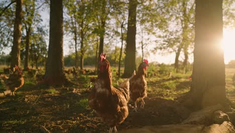 Brown-and-white-flock-of-large,-plump,-free-range-chickens,-feeding-in-pasture-with-green-trees-at-sunset-golden-hour-in-slow-motion