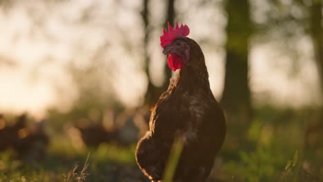 Beautiful-cinematic-slow-motion-shot-of-brown-and-white-feathered-free-range-chicken-staining-in-open-farmland-at-sunset-golden-hour-with-sun-flares-coming-through-trees
