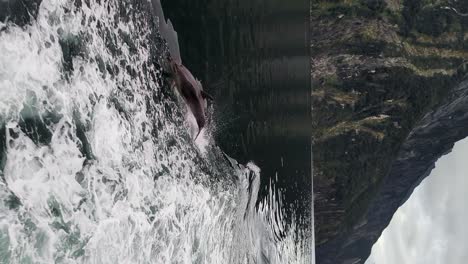 Playful-dolphin-swimming-next-to-the-Tour-boat-in-New-Zealand,-vertical-view