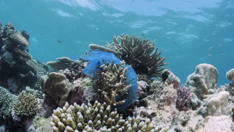 Eine-Weggeworfene-Plastiktüte-Bedeckt-Einen-Teil-Des-Korallenökosystems-Des-Great-Barrier-Reef