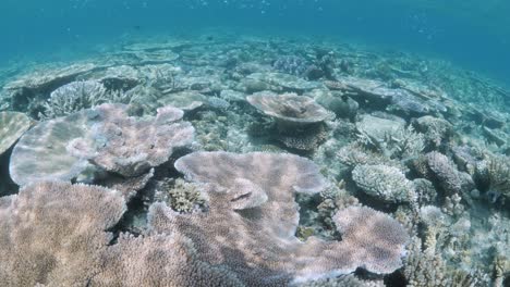 Der-Blick-Aus-Der-Ersten-Person-Auf-Sonnenstrahlen,-Die-Sich-über-Einem-Farbenfrohen-Korallenriff-Ökosystem-Am-Great-Barrier-Reef-In-Australien-Spiegeln