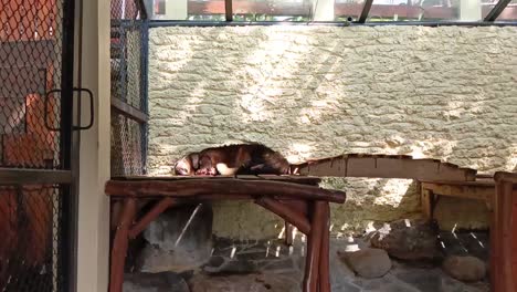 The-mongoose-is-fast-asleep-in-its-cage-at-a-zoo