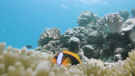 Eine-Familie-Neugieriger-Anemonenfische-Findet-Schutz-In-Einer-Anemone,-Die-An-Einem-Korallenriffsystem-Befestigt-Ist