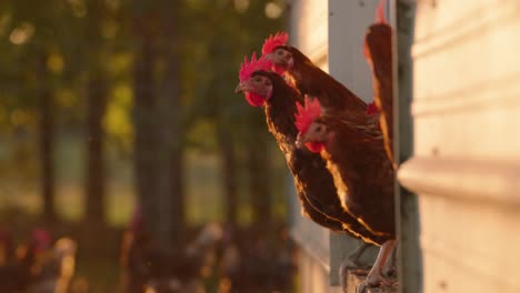 Flock-of-brown-egg-laying-hens-popping-head-out-of-chicken-coop-at-sunset-in-slow-motion