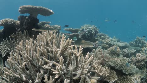Eine-Auswahl-An-Korallenarten-Und-Tropischen-Fischen,-Die-Ein-Riffökosystem-Am-Great-Barrier-Reef-Bewohnen