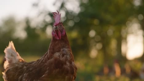 Brown-and-white-chicken-shaking-head-in-slow-motion-and-starting-off-to-side-during-golden-hour-sunset-on-cage-free-pasture-farm-with-sun-flares