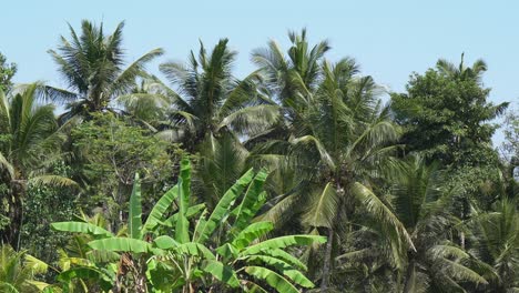 Palm-tree-fronds-blow-in-gentle-breeze-against-pale-blue-sky-in-Bali