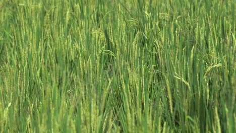Lush-green-rice-shoots-grow-in-Asian-agriculture-field,-closeup-view