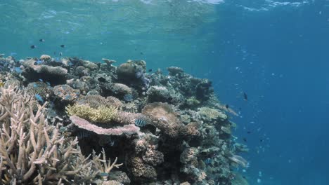 Ein-Blick-Für-Schnorchler,-Der-über-Ein-Farbenprächtiges-Korallenriff-Ökosystem-Schwimmt,-Das-Mit-Schwärmen-Tropischer-Fische-Bedeckt-Ist