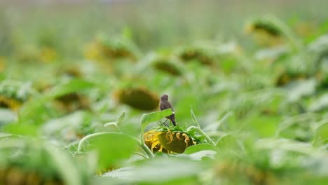 Seen-from-its-back-while-foraging-for-some-food-at-a-sunflower-field-during-a-windy-day,-Pied-Bushchat-Saxicola-caprata,-Thailand