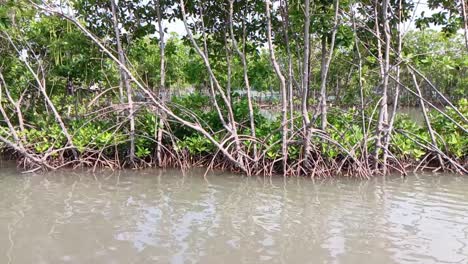 Mangrove-forest-on-beachside,-Semarang
