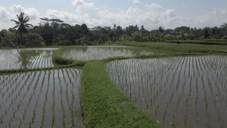 Asiatische-Lebensmittelproduktion:-Luftaufnahmen-über-überfluteter-Reisterrasse-Auf-Bali