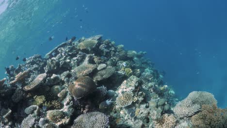 Impresionante-Vista-Submarina-De-Un-Saludable-Ecosistema-De-Arrecifes-De-Coral-En-La-Gran-Barrera-De-Coral,-Cairns-Queensland,-Australia