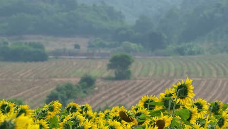 Wunderschöne-Landschaft-Mit-Dem-Feld-Der-Gemeinsamen-Sonnenblume-Helianthus-Annuus-Und-Neu-Bestellten-Ackerflächen-In-Einem-Ländlichen-Gebiet-In-Thailand