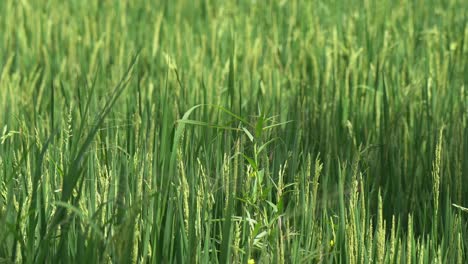 Narrow-focus-organic-green-rice-shoots-grow-in-Ubud-rice-field,-Bali