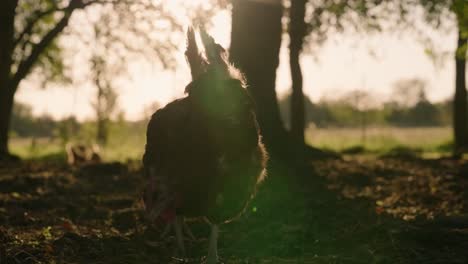 Silhouette-of-large,-healthy,-egg-laying,-free-range-chicken-feeding-in-cage-free-pasture-on-farm-near-trees-during-golden-hour-sunset-in-slow-motion
