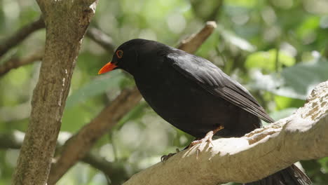 Common-Blackbird-On-Tree-Branch-At-Zealandia-Wildlife-Refuge-In-Wellington,-New-Zealand