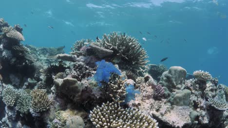 Eine-Weggeworfene-Plastiktüte,-Die-Sich-In-Einem-Teil-Eines-Korallenriffsystems-Verfangen-Hat,-Schwankt-Mit-Der-Meereswelle