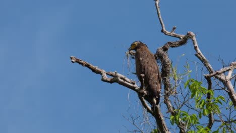 Looking-to-the-left-intensely-and-turns-its-head-to-the-right,-Crested-Serpent-Eagle-Spilornis-cheela,-Thailand