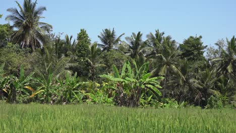 Palm-tree-forest-along-edge-of-tall-mature-rice-shoots-in-green-field