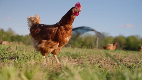Brown-free-range-chicken-pecking-at-ground-and-walking-around-open-grass-field-in-slow-motion-on-midwestern-egg-farm