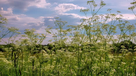 Zeitraffer-Wildblumen-Im-Offenen-Feld-Mit-Sich-Bewegenden-Wolken-In-Riga,-Lettland